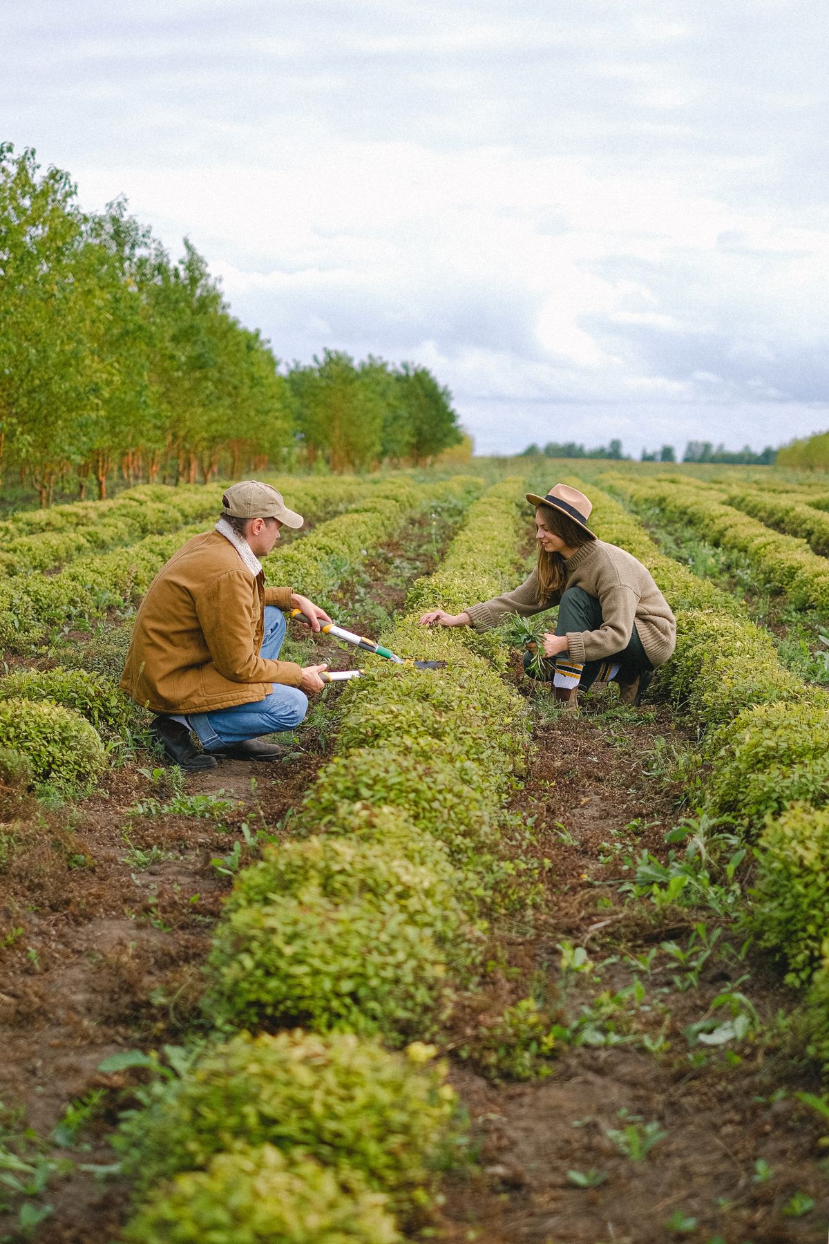 A gardener tending a planted border